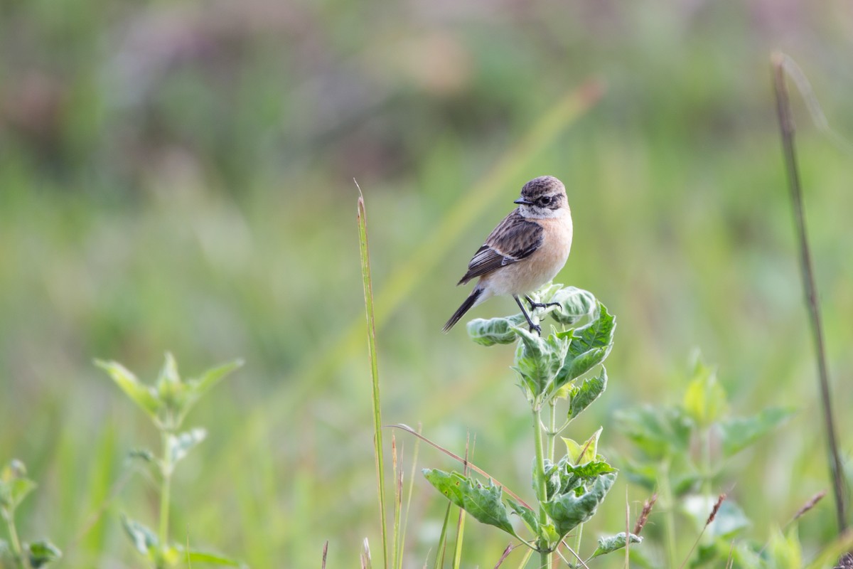 Amur Stonechat - ML619850272