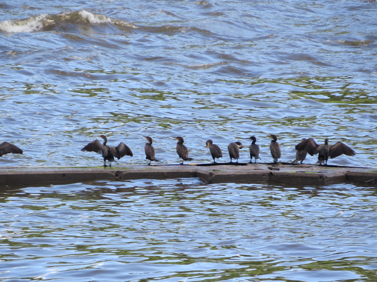 Cormoran à aigrettes - ML619850297