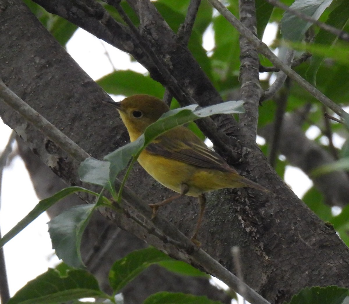 Yellow Warbler (Northern) - ML619850298