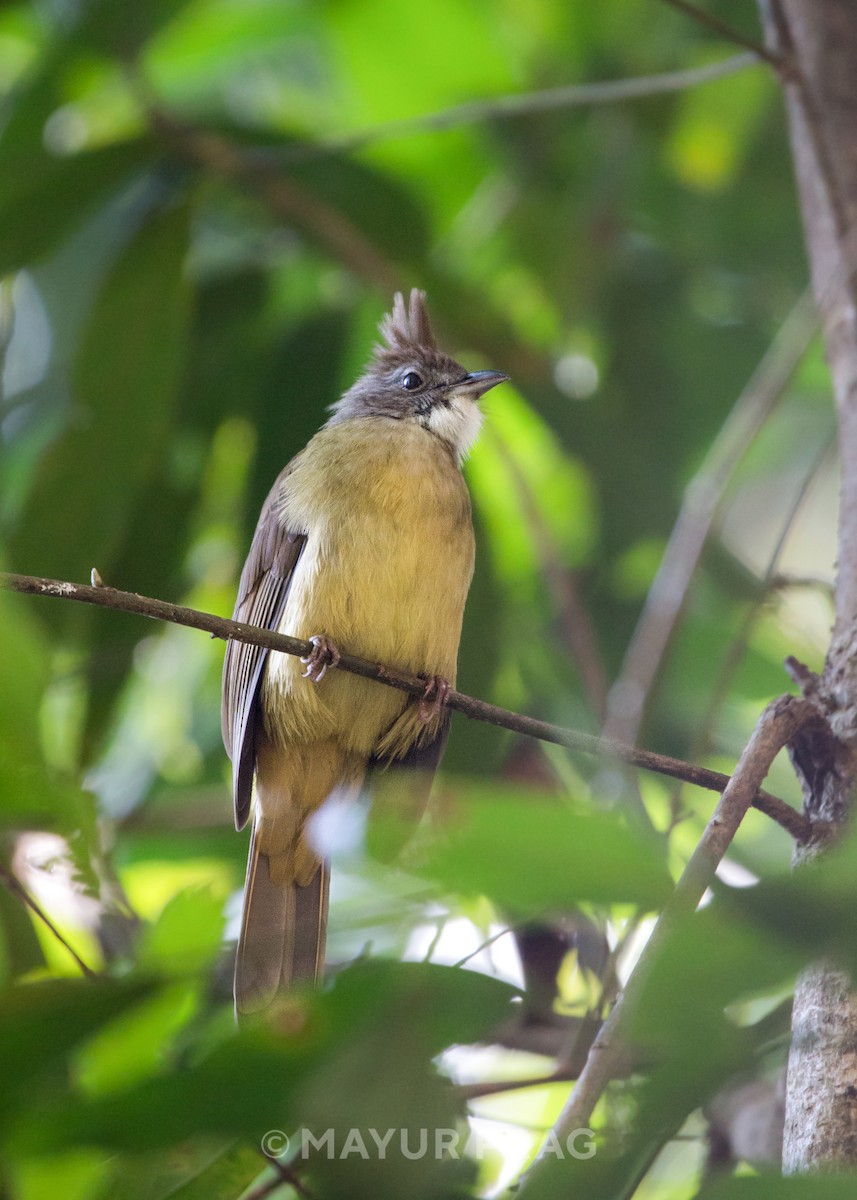 Puff-throated Bulbul - ML619850303