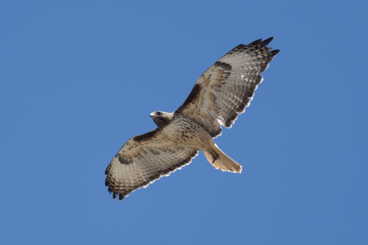 Red-tailed Hawk - ML619850307