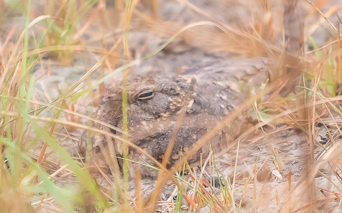 Savanna Nightjar - ML619850314