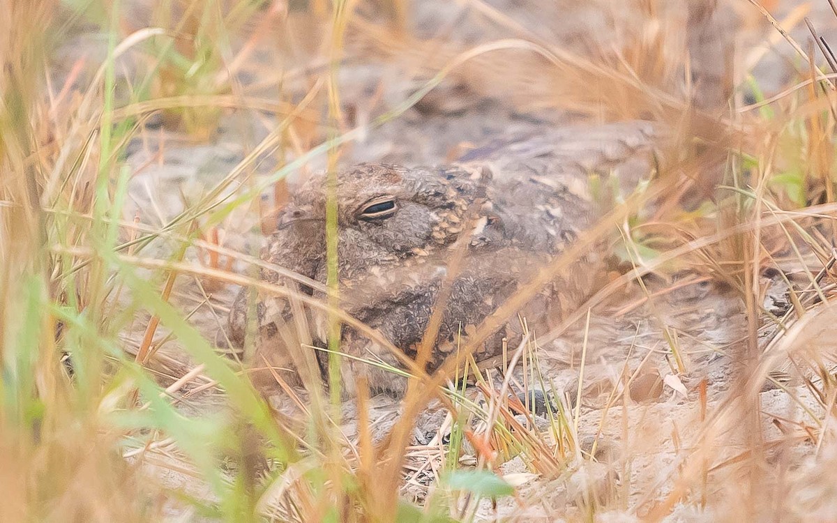 Savanna Nightjar - ML619850317