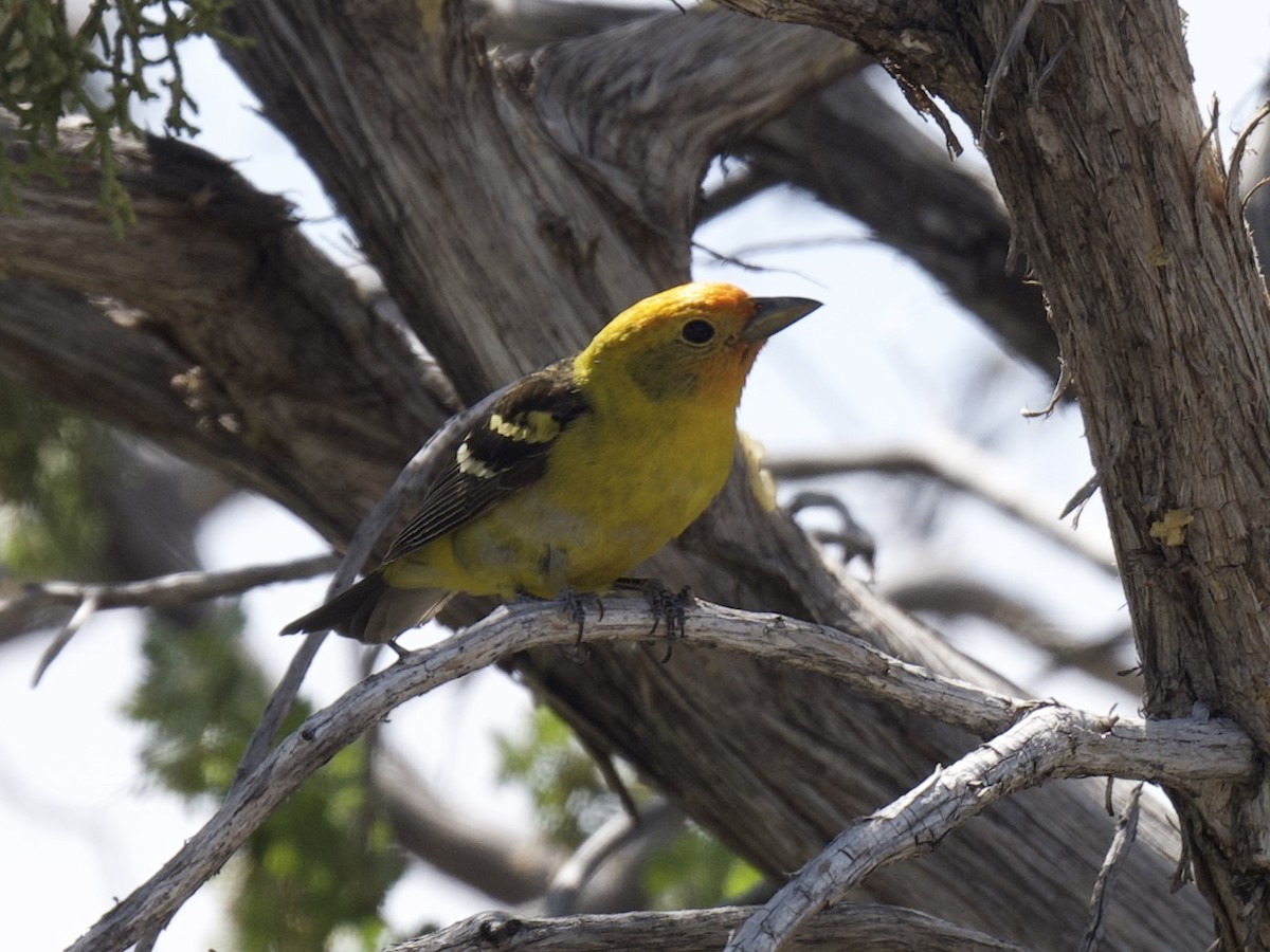 Western Tanager - ML619850328