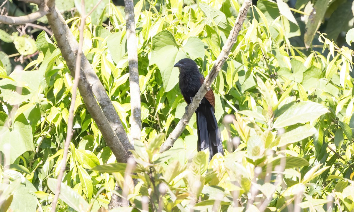 Philippine Coucal - ML619850329