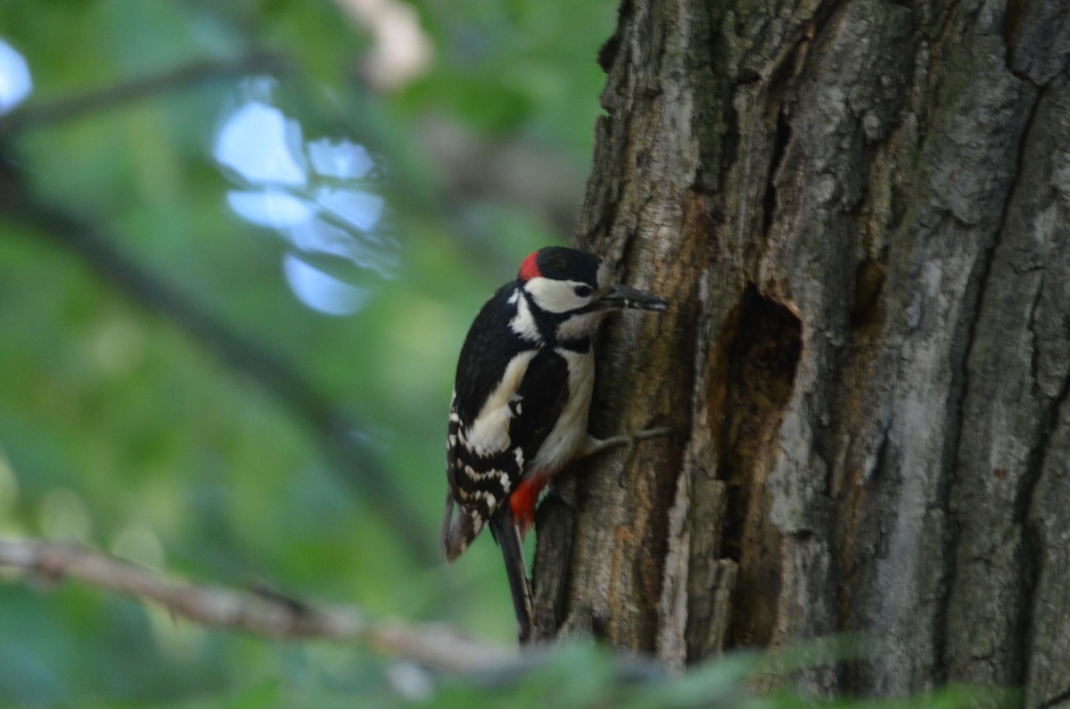 Great Spotted Woodpecker - ML619850332