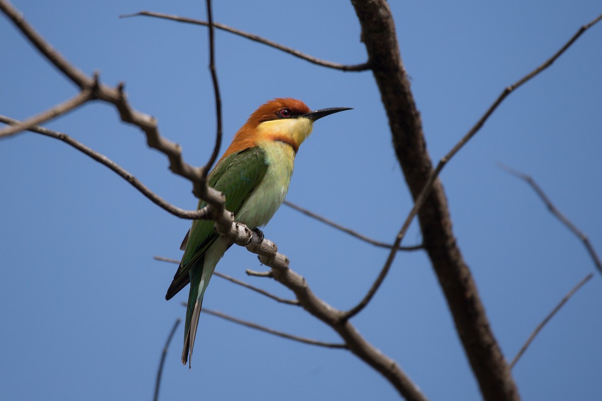 Chestnut-headed Bee-eater - ML619850333