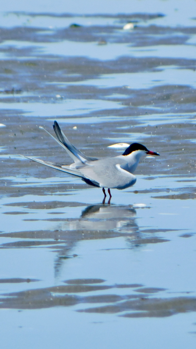 Common Tern - ML619850357