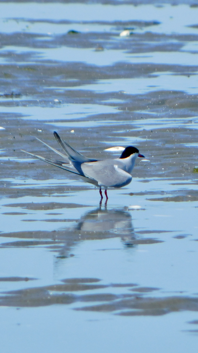 Common Tern - ML619850358