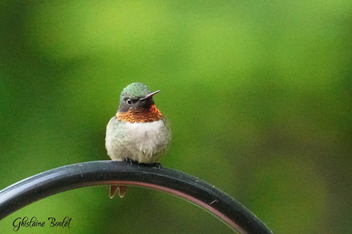 Ruby-throated Hummingbird - ML619850359