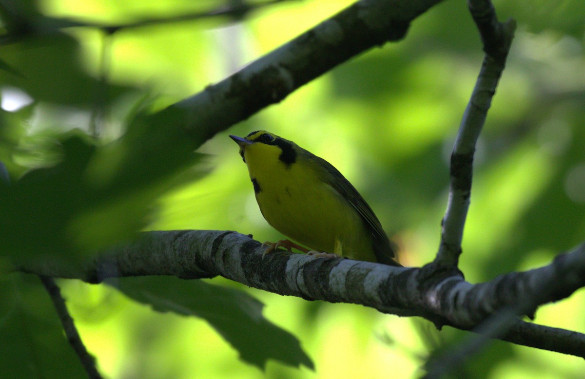 Kentucky Warbler - ML619850376