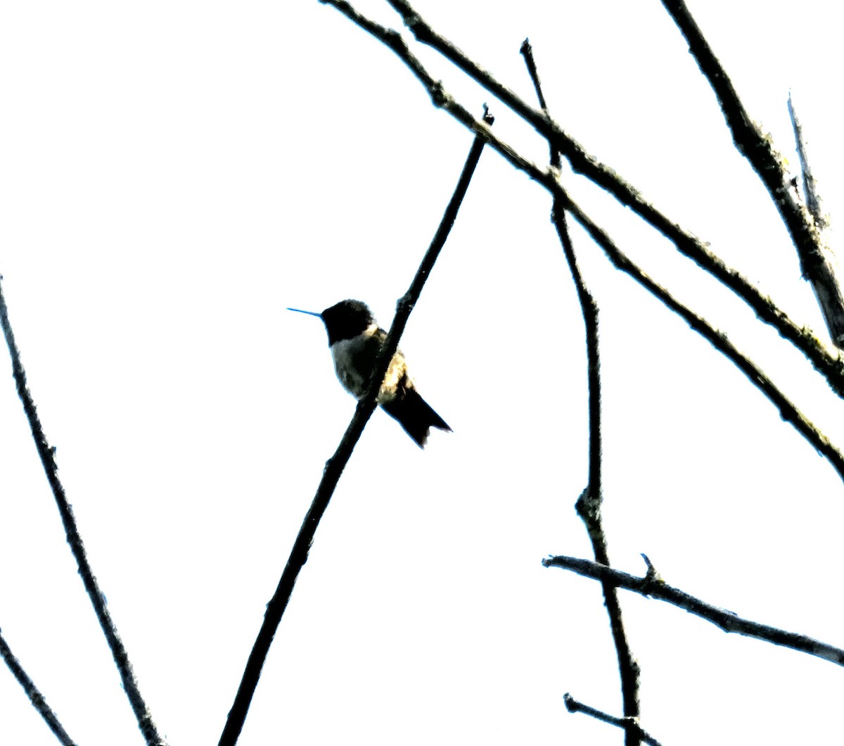 Ruby-throated Hummingbird - ML619850394