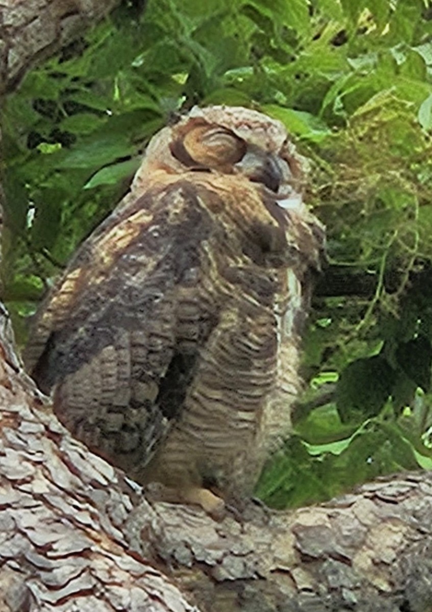 Great Horned Owl - ML619850395