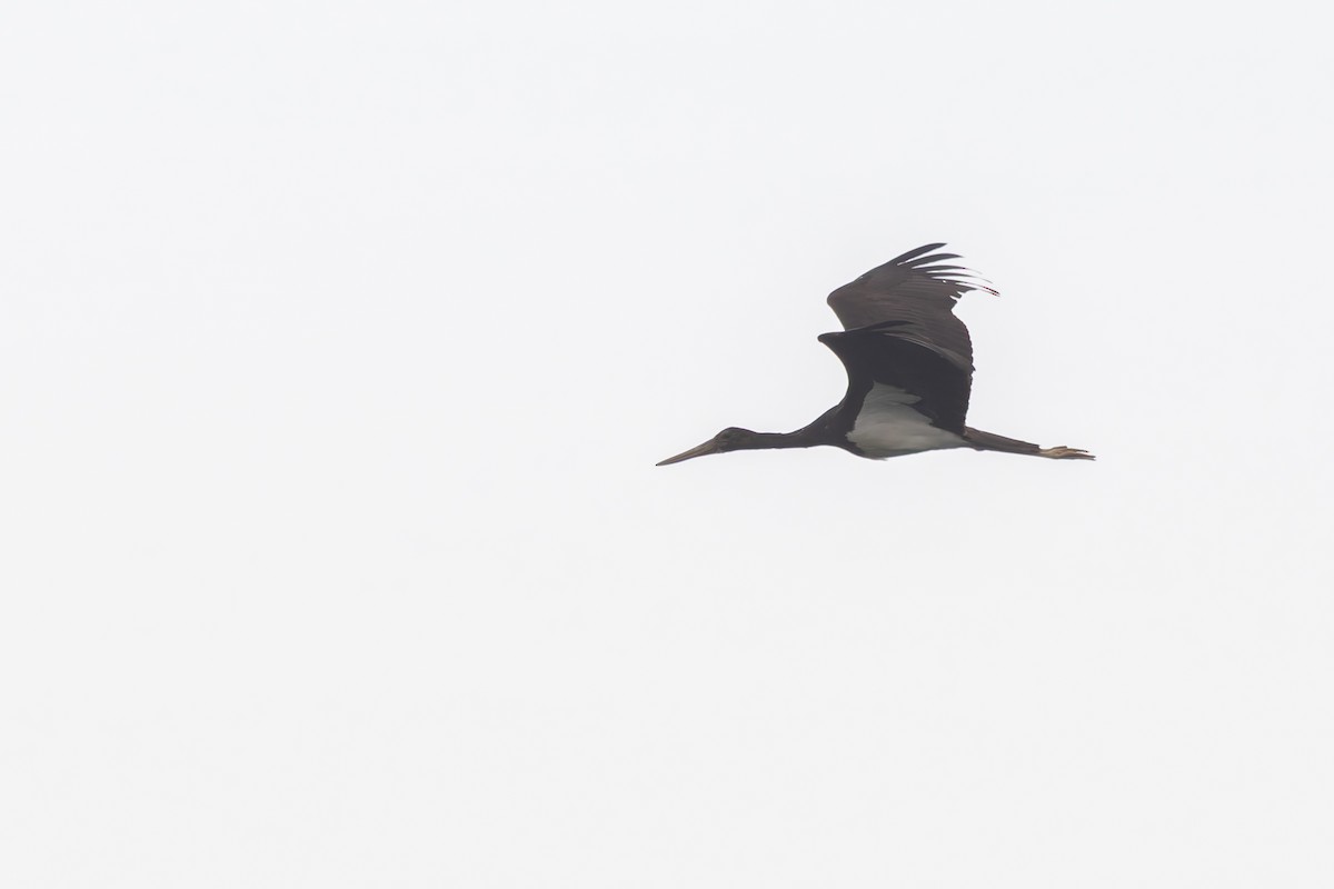 Black Stork - ML619850398
