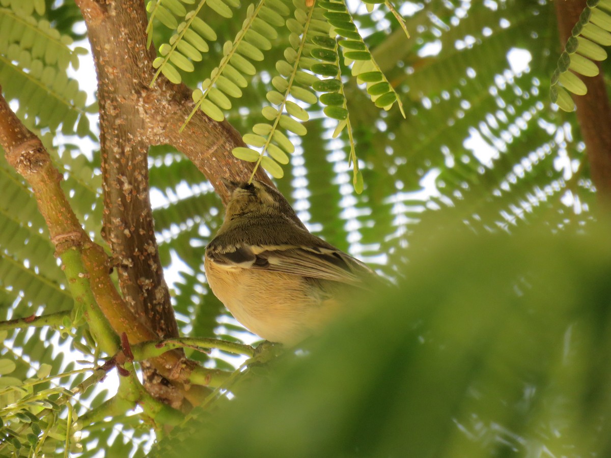 Cinereous Conebill - ML619850409