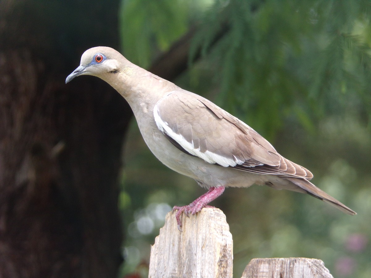 White-winged Dove - ML619850415