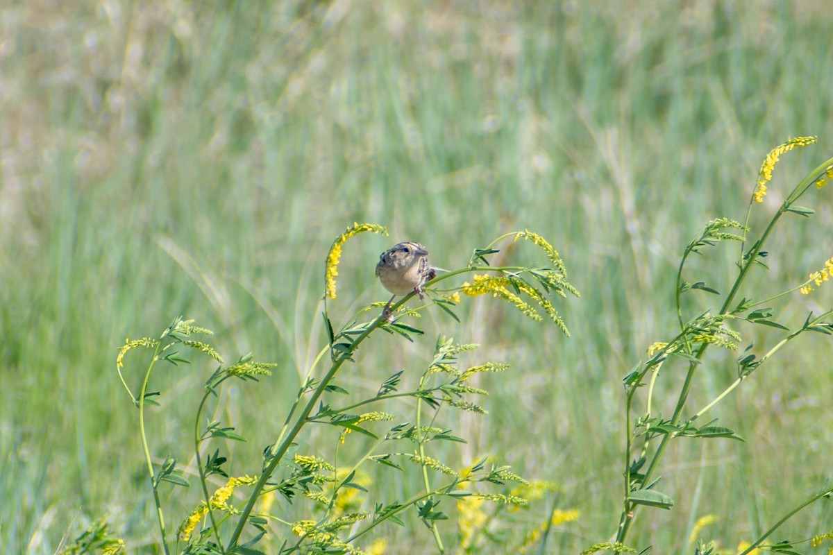 Grasshopper Sparrow - ML619850420