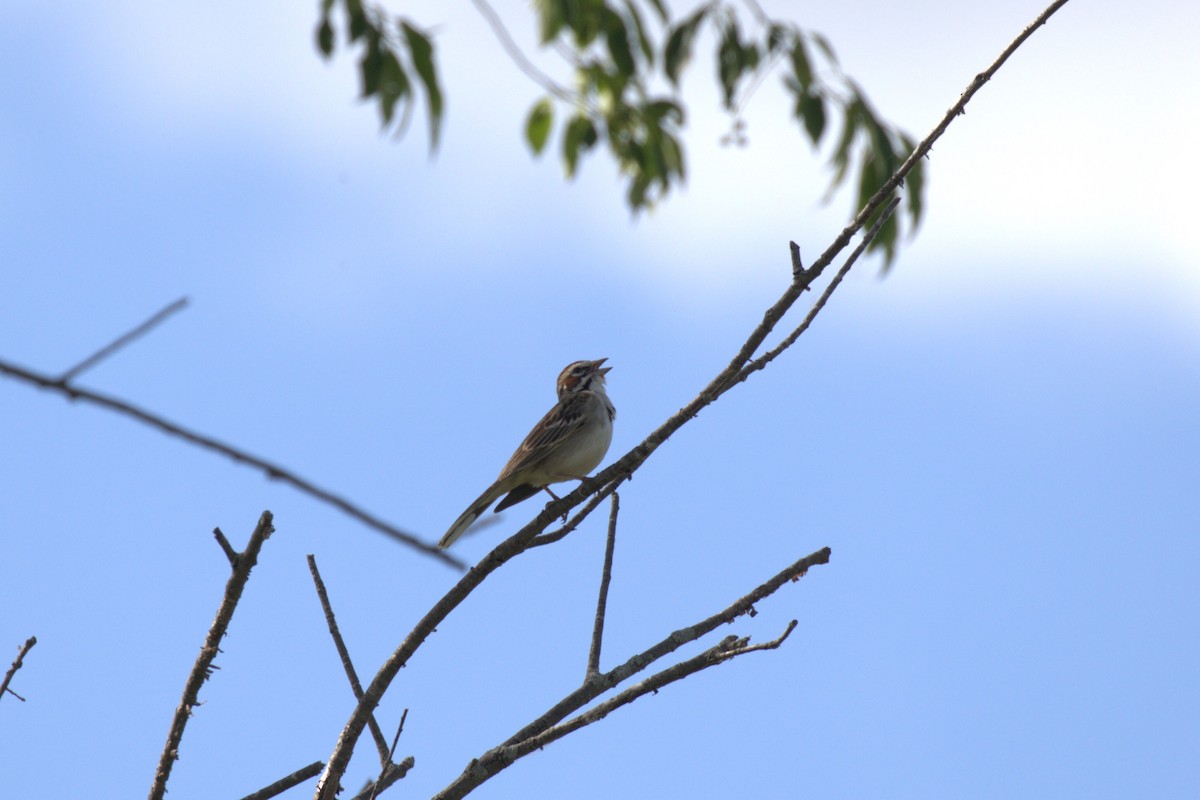 Lark Sparrow - ML619850435