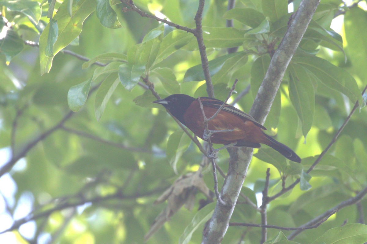 Orchard Oriole - ML619850450