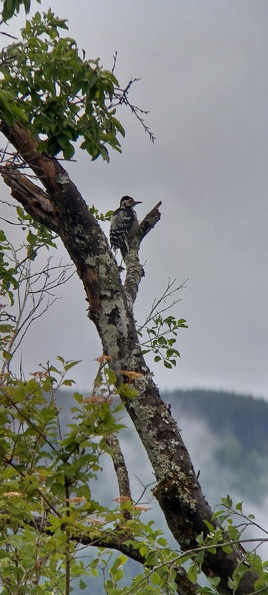 White-backed Woodpecker - ML619850454