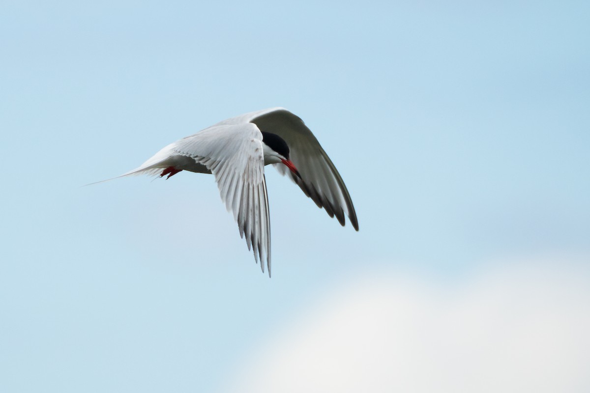 Common Tern - ML619850455