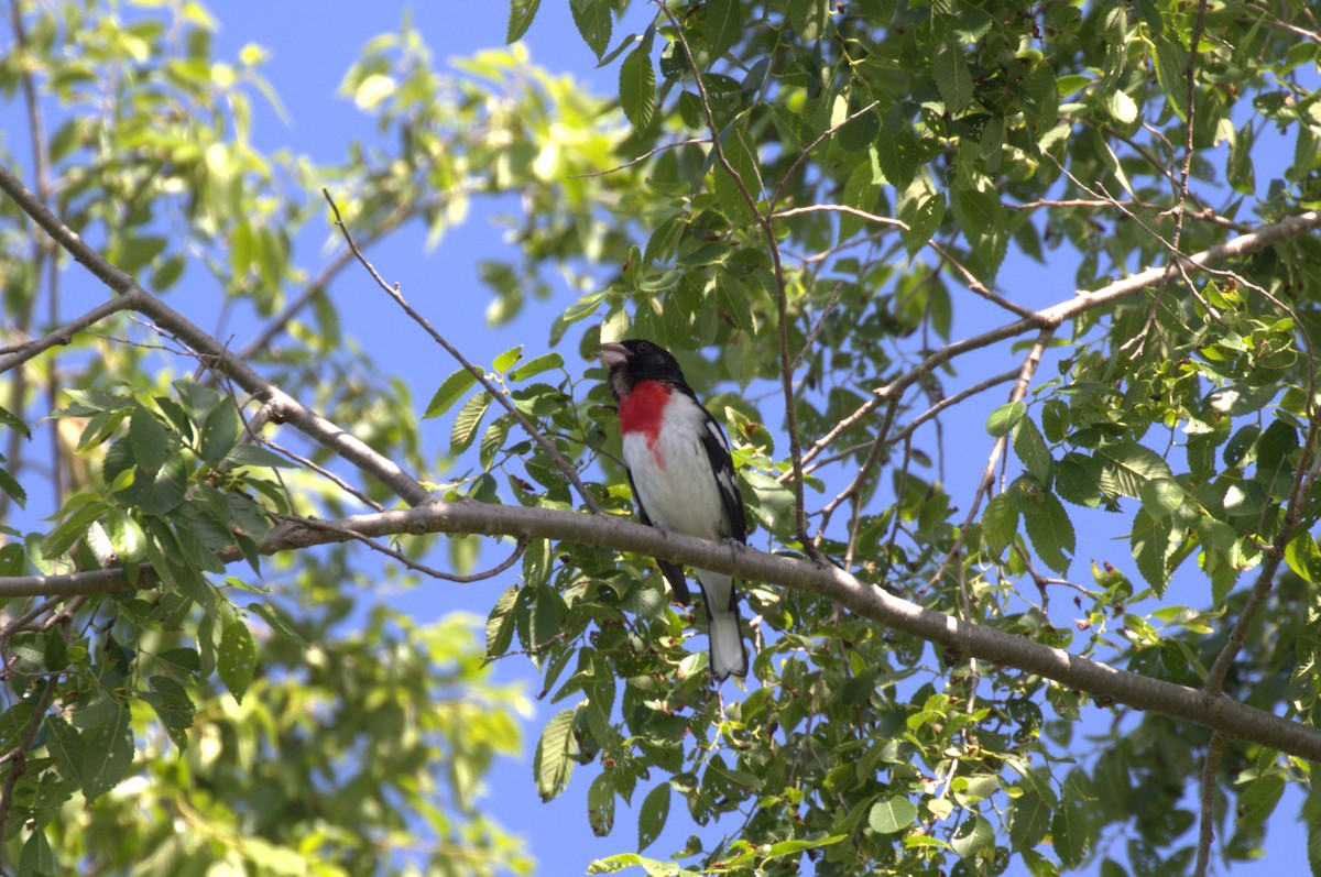 Rose-breasted Grosbeak - ML619850494