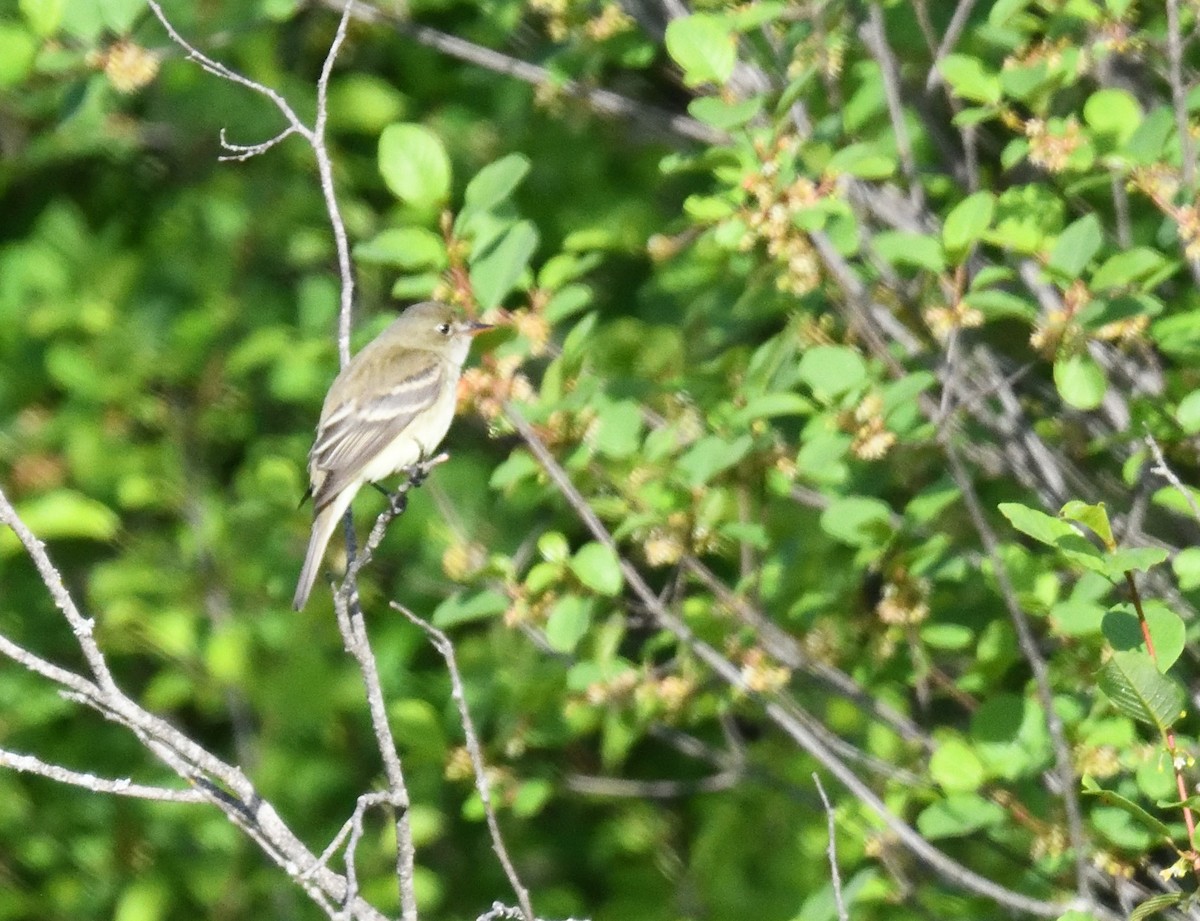 Alder Flycatcher - ML619850503