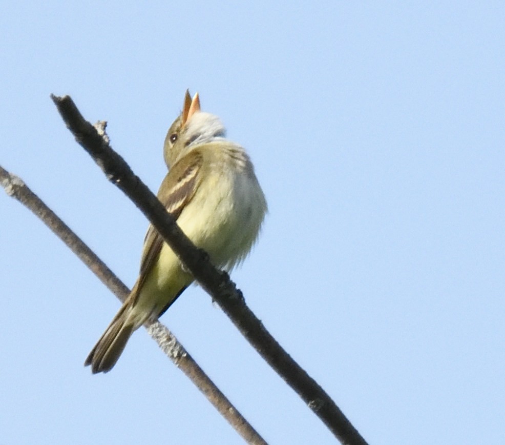 Alder Flycatcher - ML619850505