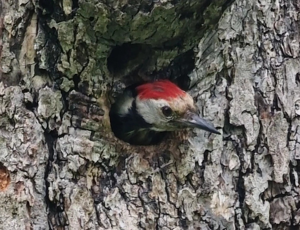 Middle Spotted Woodpecker - ML619850514