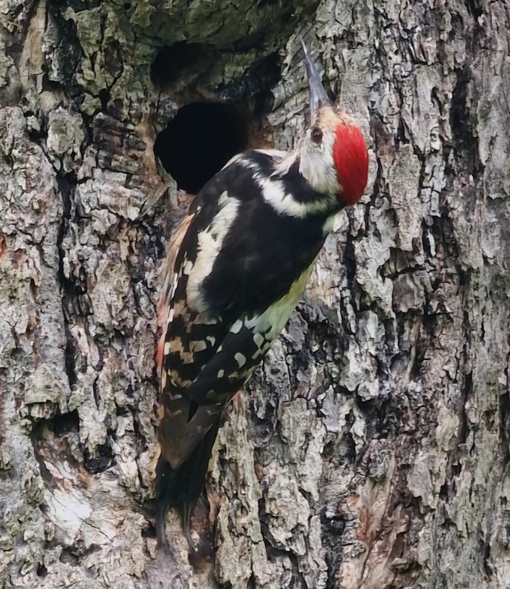 Middle Spotted Woodpecker - ML619850516