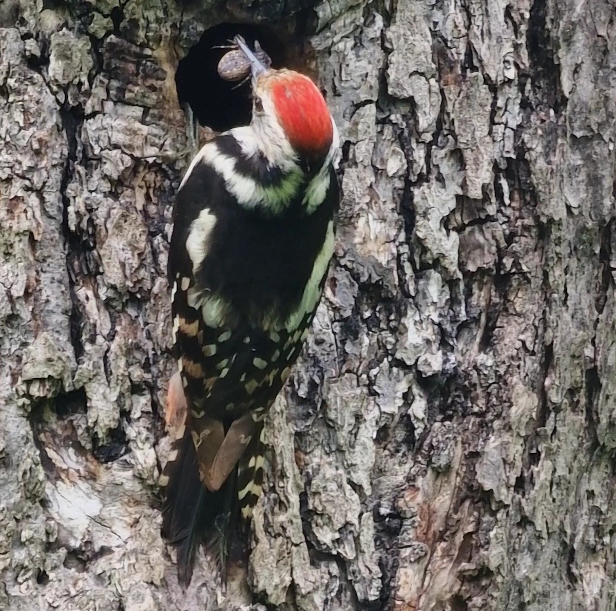 Middle Spotted Woodpecker - ML619850517