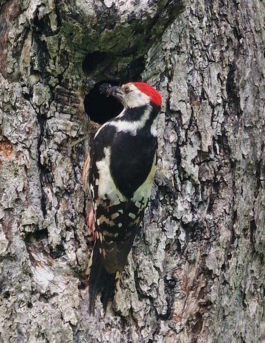Middle Spotted Woodpecker - ML619850521