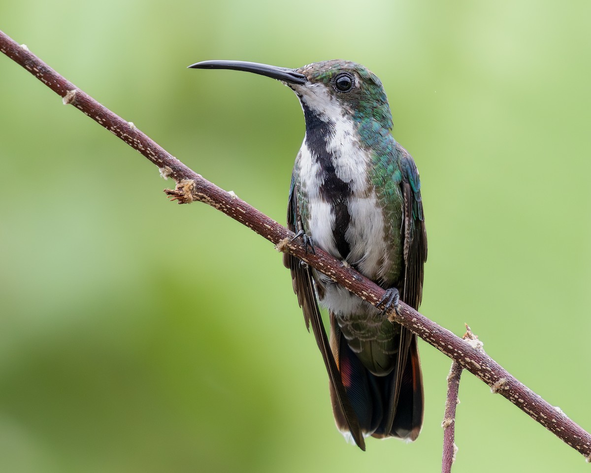 kolibřík tropický - ML619850538