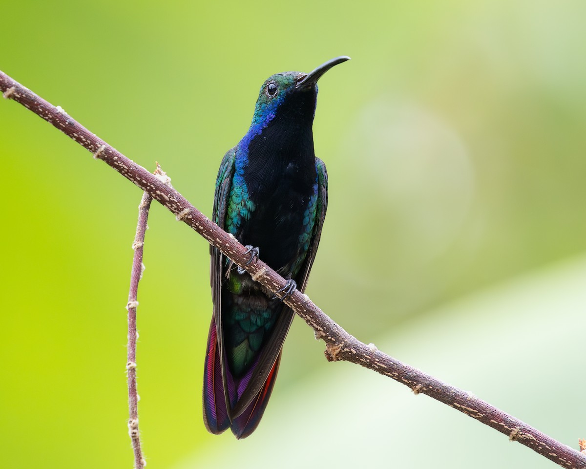 kolibřík tropický - ML619850539