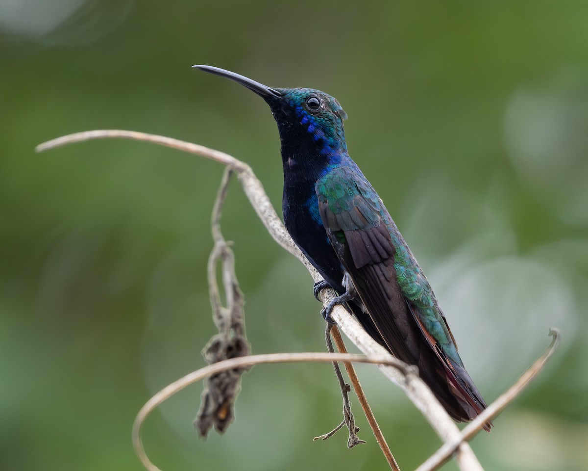 kolibřík tropický - ML619850541