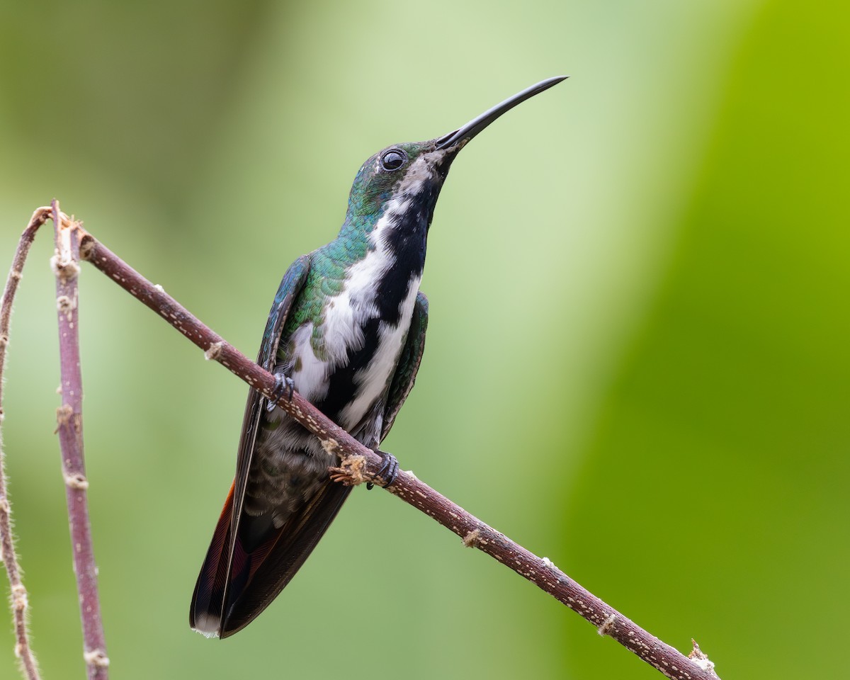 kolibřík tropický - ML619850542