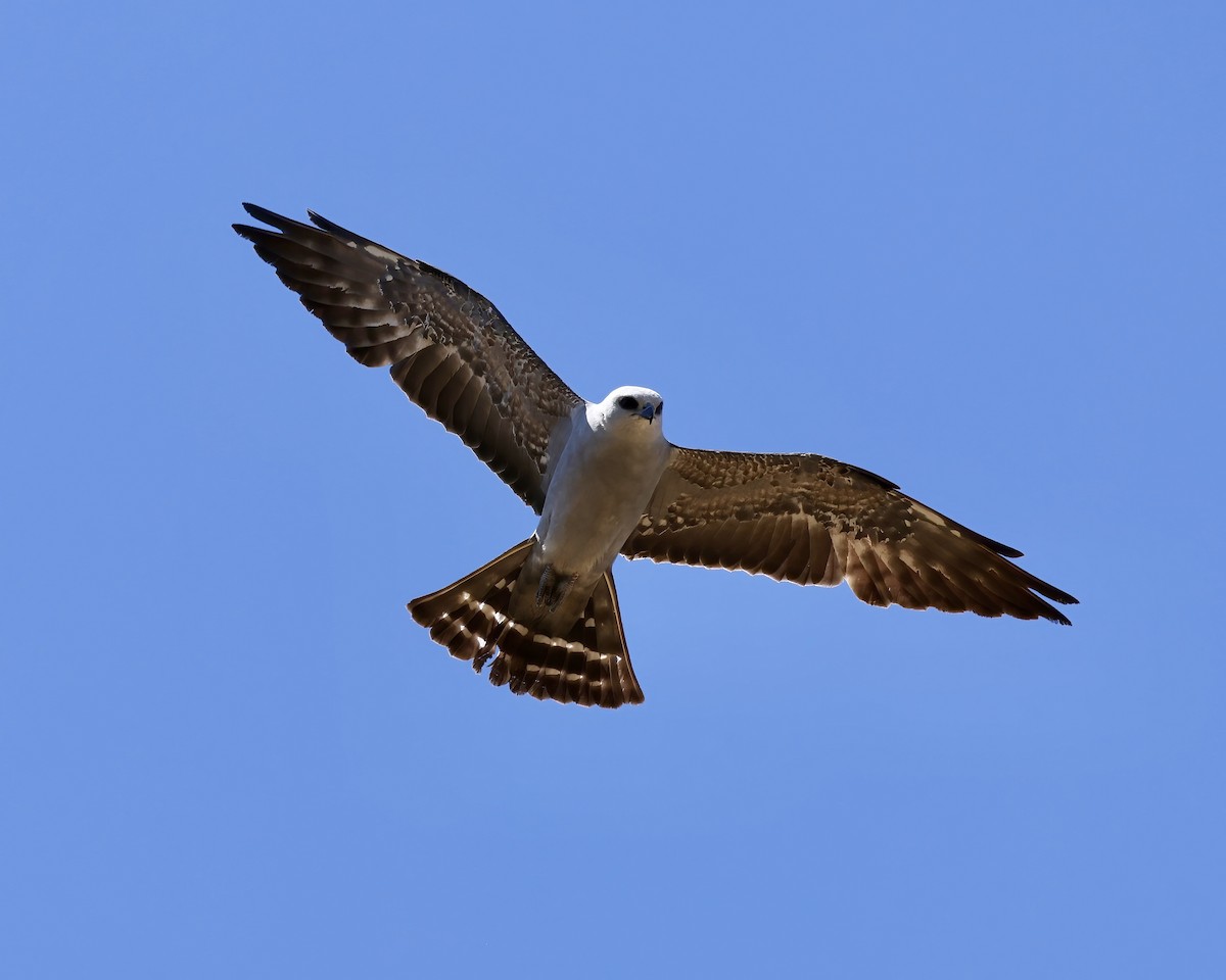 Mississippi Kite - ML619850572