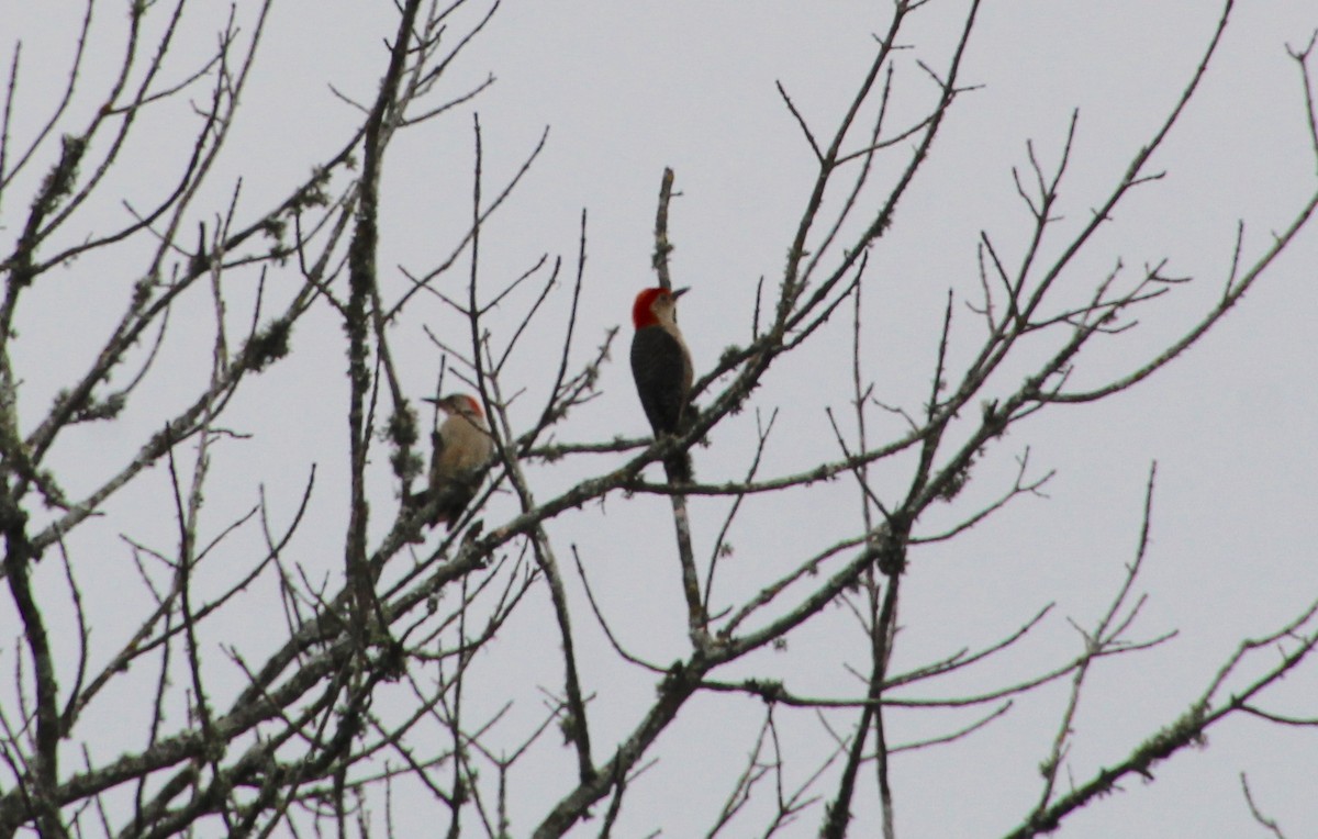 Red-bellied Woodpecker - ML619850578