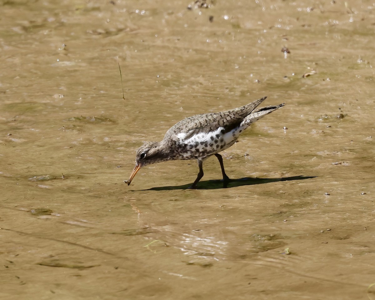 Spotted Sandpiper - ML619850599