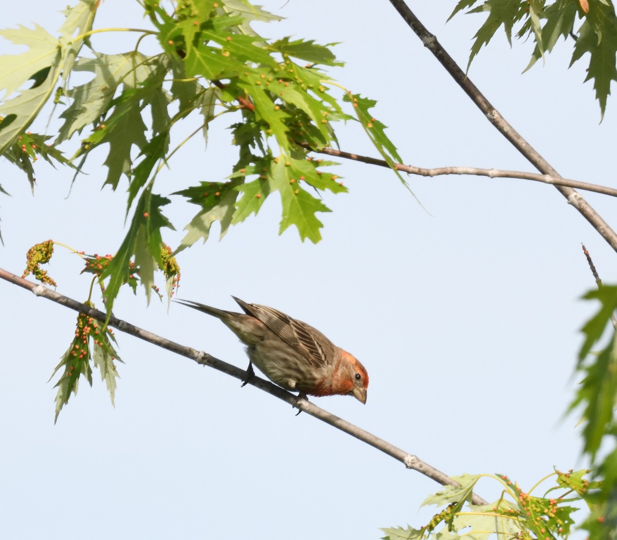 House Finch - ML619850608