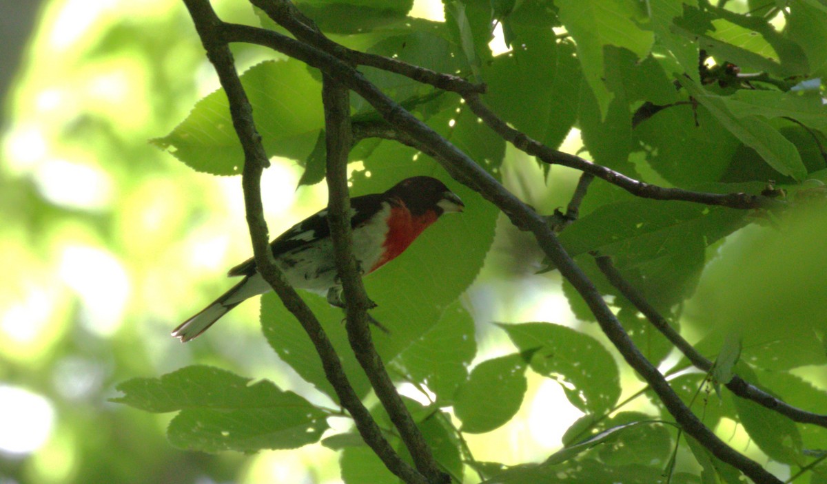 Rose-breasted Grosbeak - ML619850613