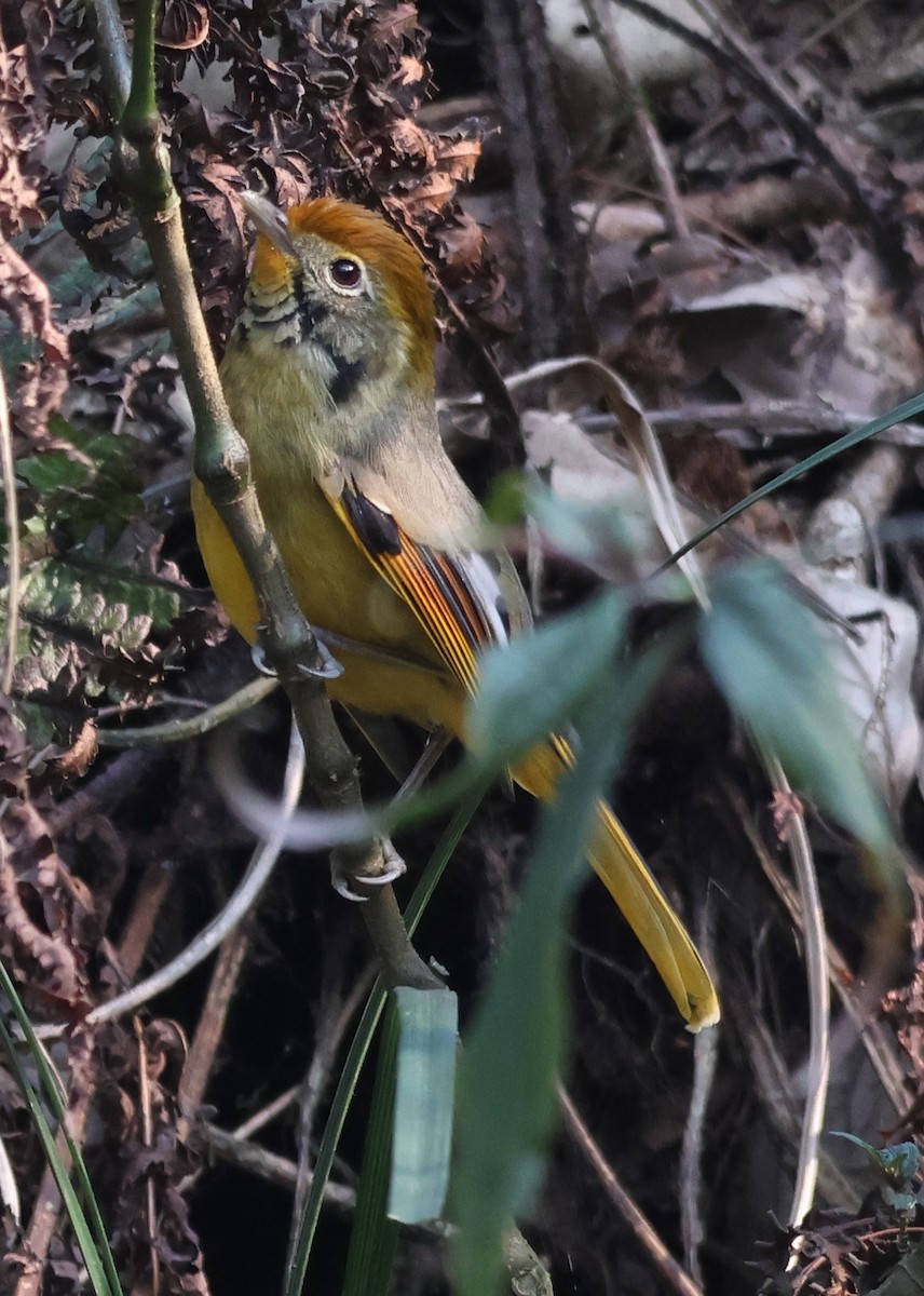 Chestnut-tailed Minla - ML619850615