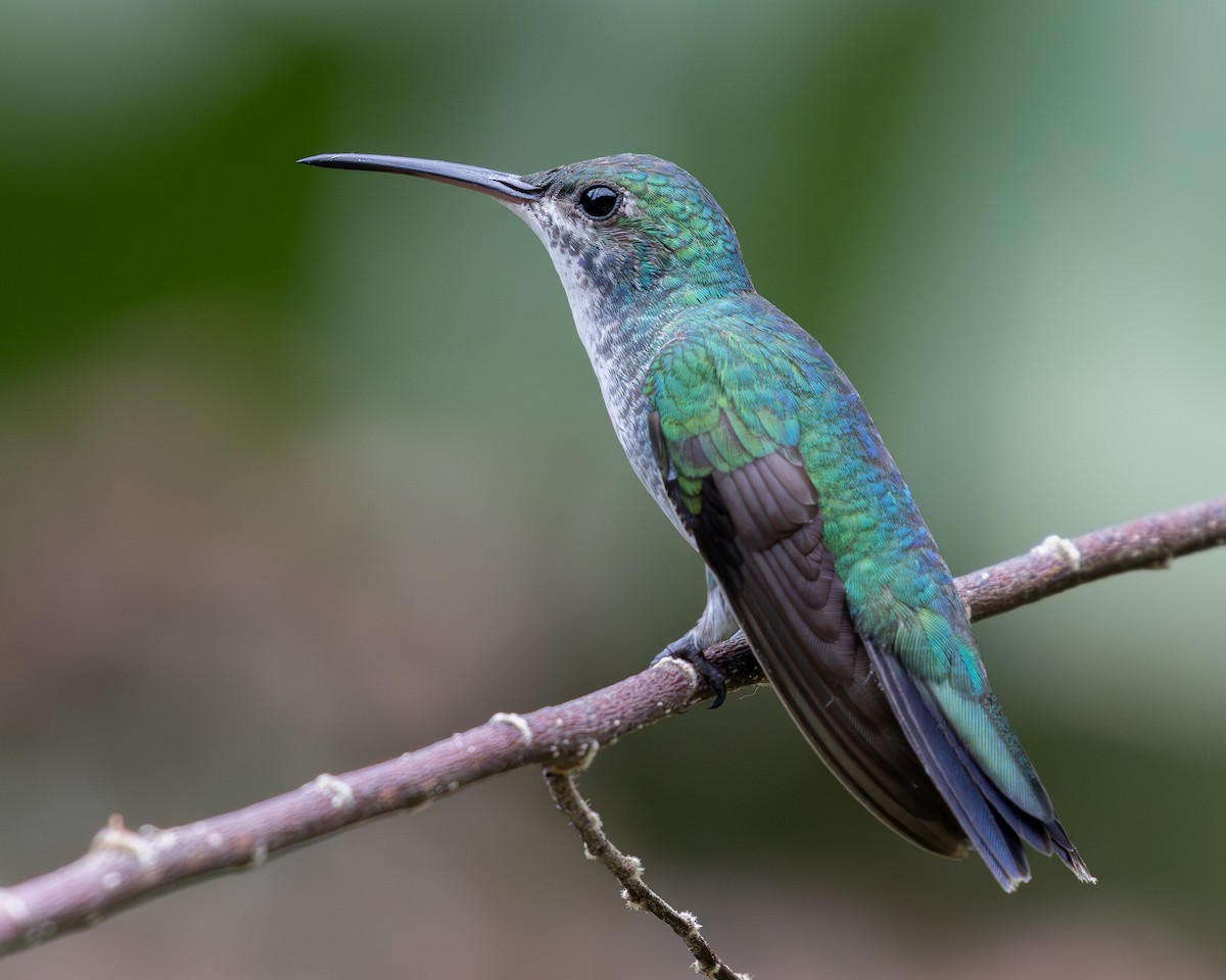 kolibřík safírovohrdlý - ML619850655