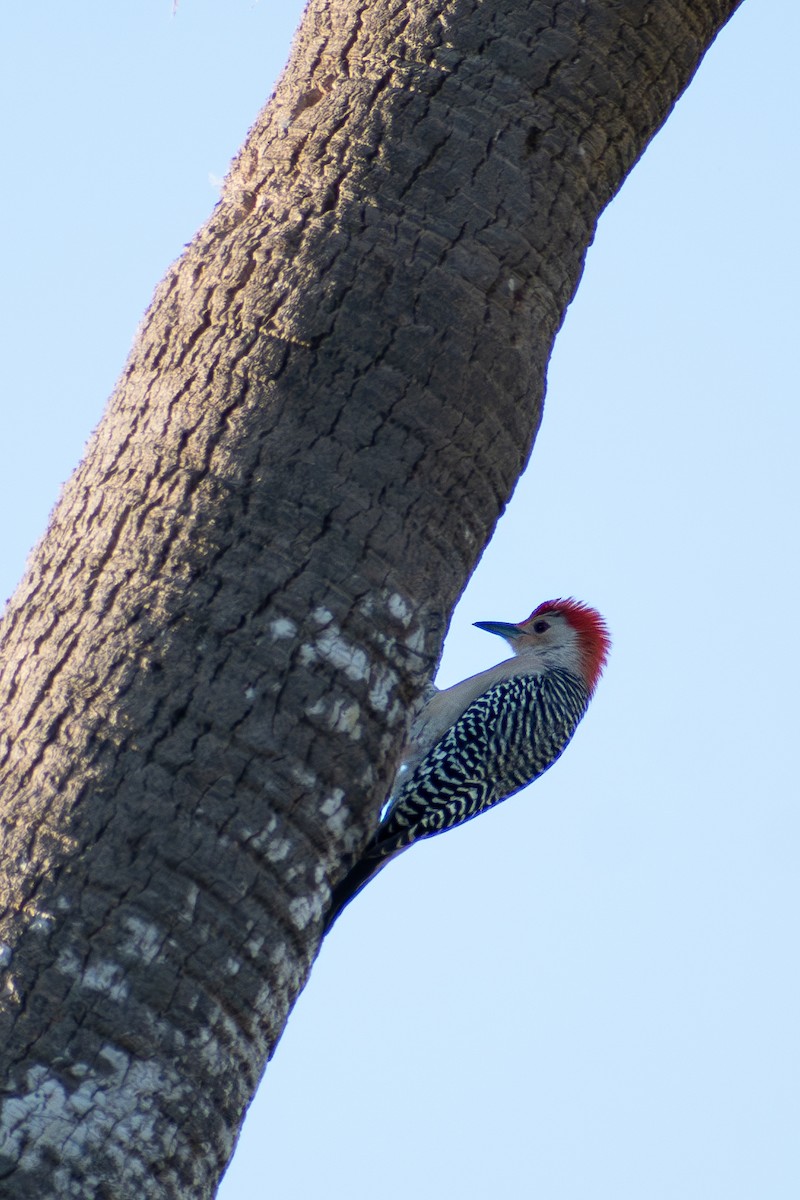 Red-bellied Woodpecker - ML619850665