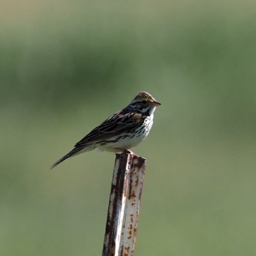 Savannah Sparrow - ML619850668