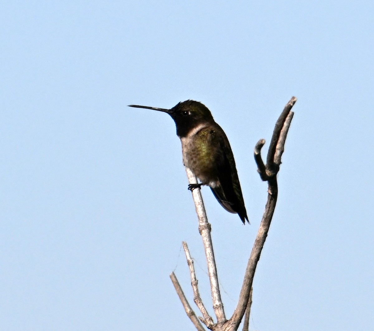 Kara Boğazlı Kolibri - ML619850695