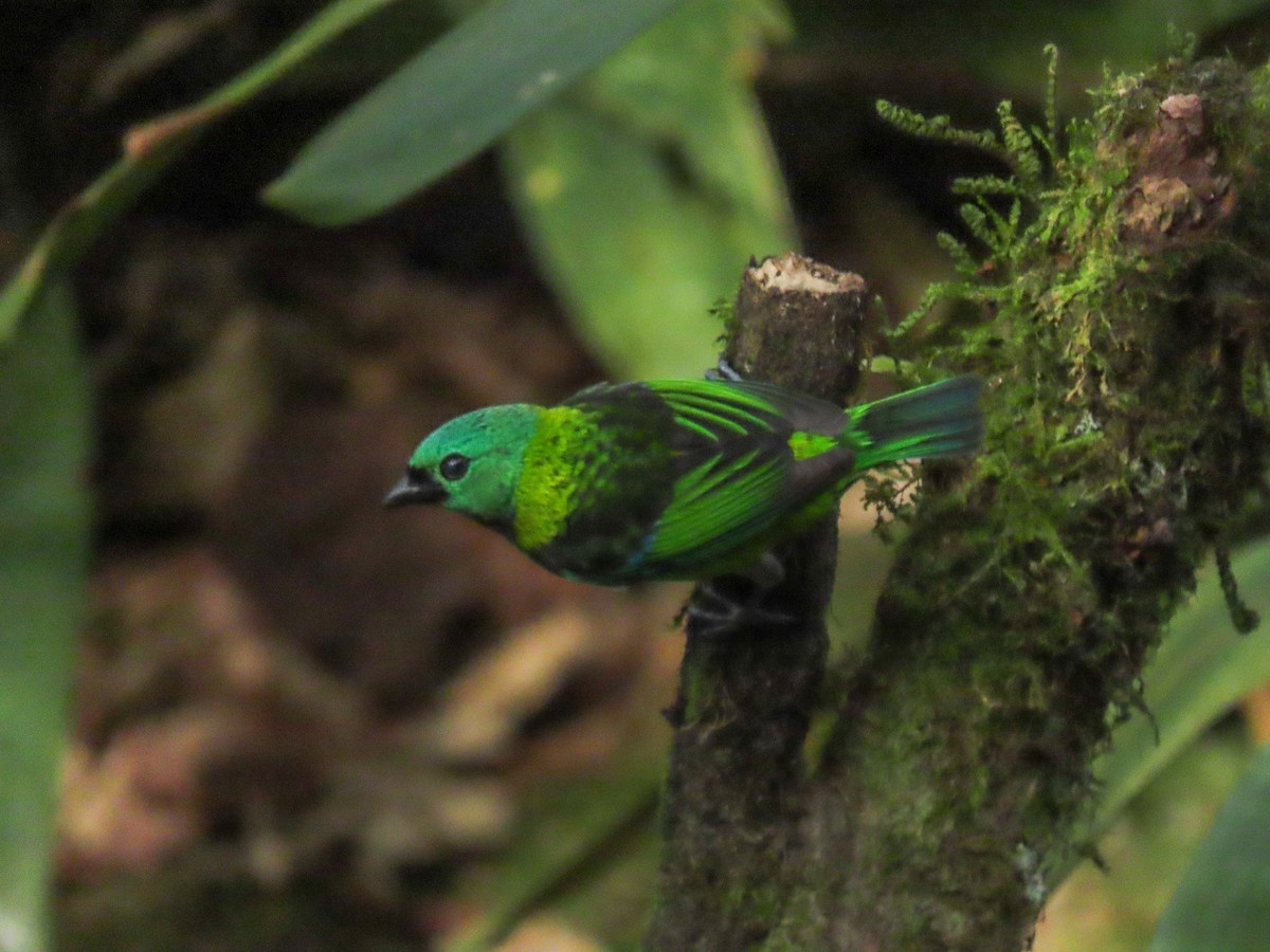 Green-headed Tanager - ML619850696