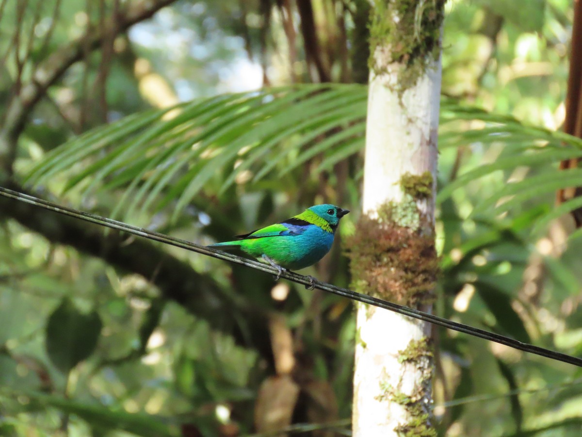 Green-headed Tanager - ML619850699