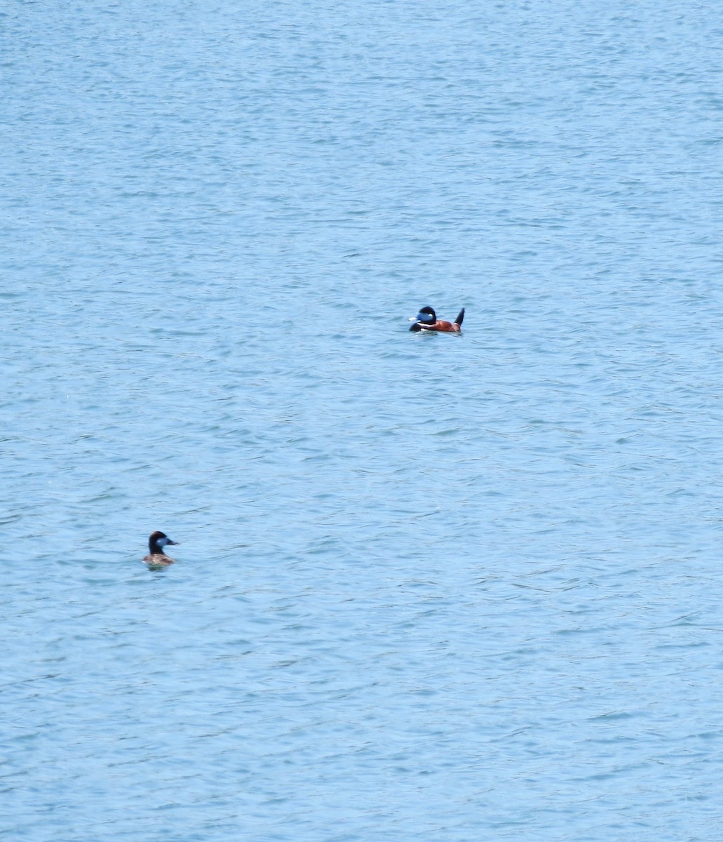 Ruddy Duck - ML619850730