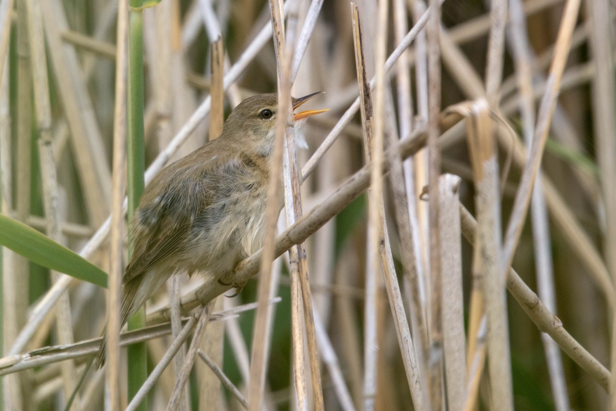 Common Reed Warbler - ML619850734